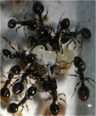 Las hormigas también se rebelan