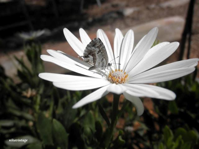 Mariposa camaleonica Mariposa camaleonica