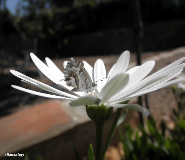 Mariposa camaleonica Mariposa camaleonica
