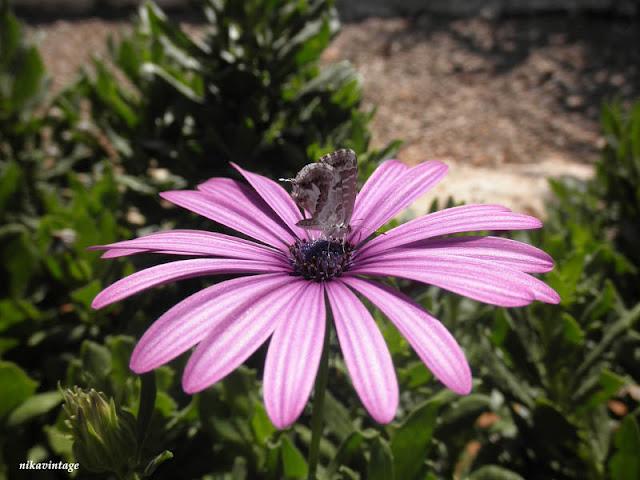 Mariposa camaleonica Mariposa camaleonica