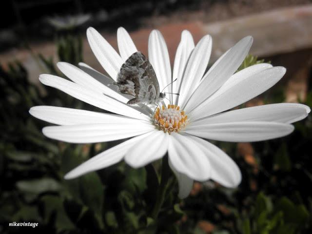Mariposa camaleonica Mariposa camaleonica