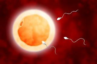 Curso Preconcepción y Concepción con Pilar Vizcaino Curso Preconcepción y Concepción con Pilar Vizcaino