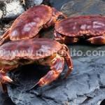 Buey de Mar Buey de Mar