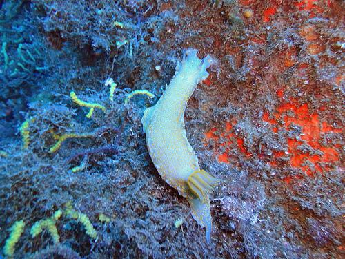 Hypselodoris picta by The Alex Adventure Log