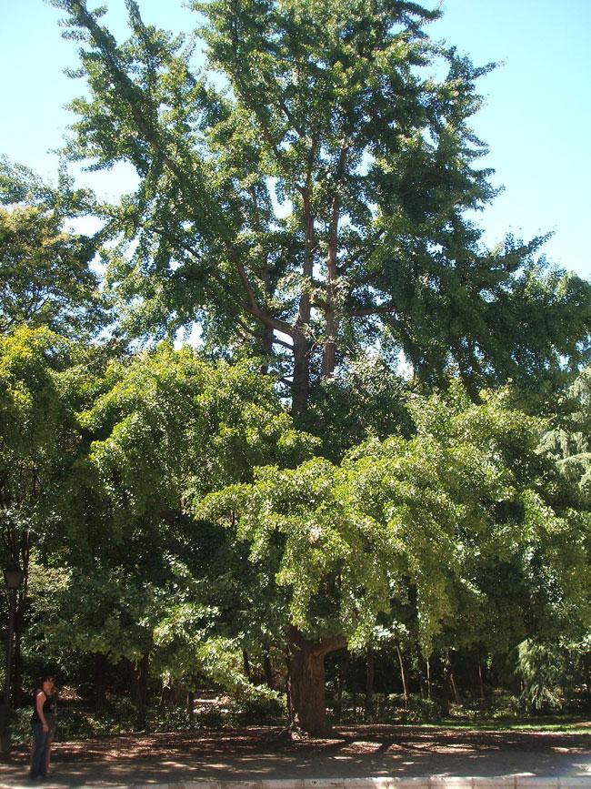 Jardines de la Fuente del Berro Jardines de la Fuente del Berro