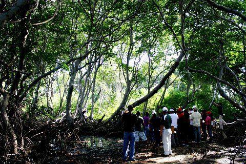 Qué son los Manglares? y el Parque Tierra de Sueño en Maracaibo