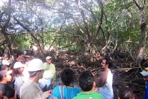 Qué son los Manglares? y el Parque Tierra de Sueño en Maracaibo