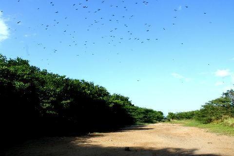Qué son los Manglares? y el Parque Tierra de Sueño en Maracaibo