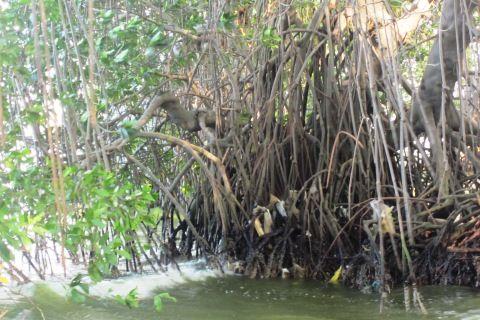 Qué son los Manglares? y el Parque Tierra de Sueño en Maracaibo