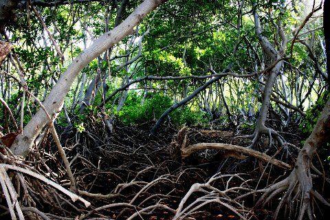 Qué son los Manglares? y el Parque Tierra de Sueño en Maracaibo