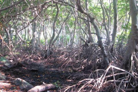 Qué son los Manglares? y el Parque Tierra de Sueño en Maracaibo