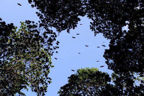 Qué son los Manglares? y el Parque Tierra de Sueño en Maracaibo