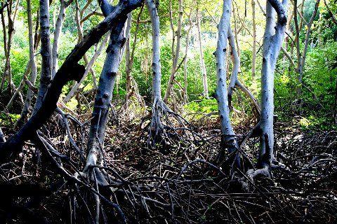 Qué son los Manglares? y el Parque Tierra de Sueño en Maracaibo