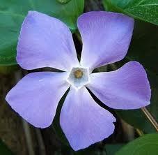 vinca La Vinca una planta para problemas de circulación y cansancio mental