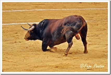“La fiesta del toro se desploma”, por Antonio Lorca