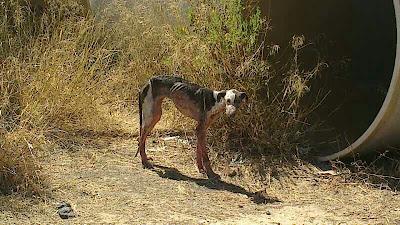 Favela, galga rescatada en una depuradora, su estado es lamentable. Favela, galga rescatada en una depuradora, su estado es lamentable.