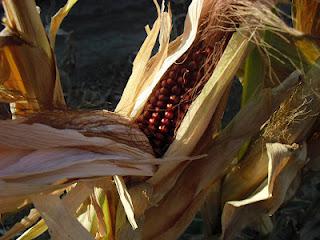 MAIZ DE PALOMITAS, UN TOQUE GASTRONOMICO MAS DE MI HUERTO