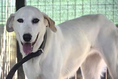 Laika, belleza blanca. Arca Noé Córdoba.