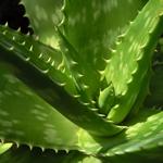 aloe vera, plantas medicianales Aloe Vera una planta curativa