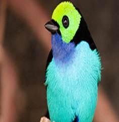 Conociendo la Sociedad Conservacionista Audubon de Venezuela (SCAV) Siete_colores