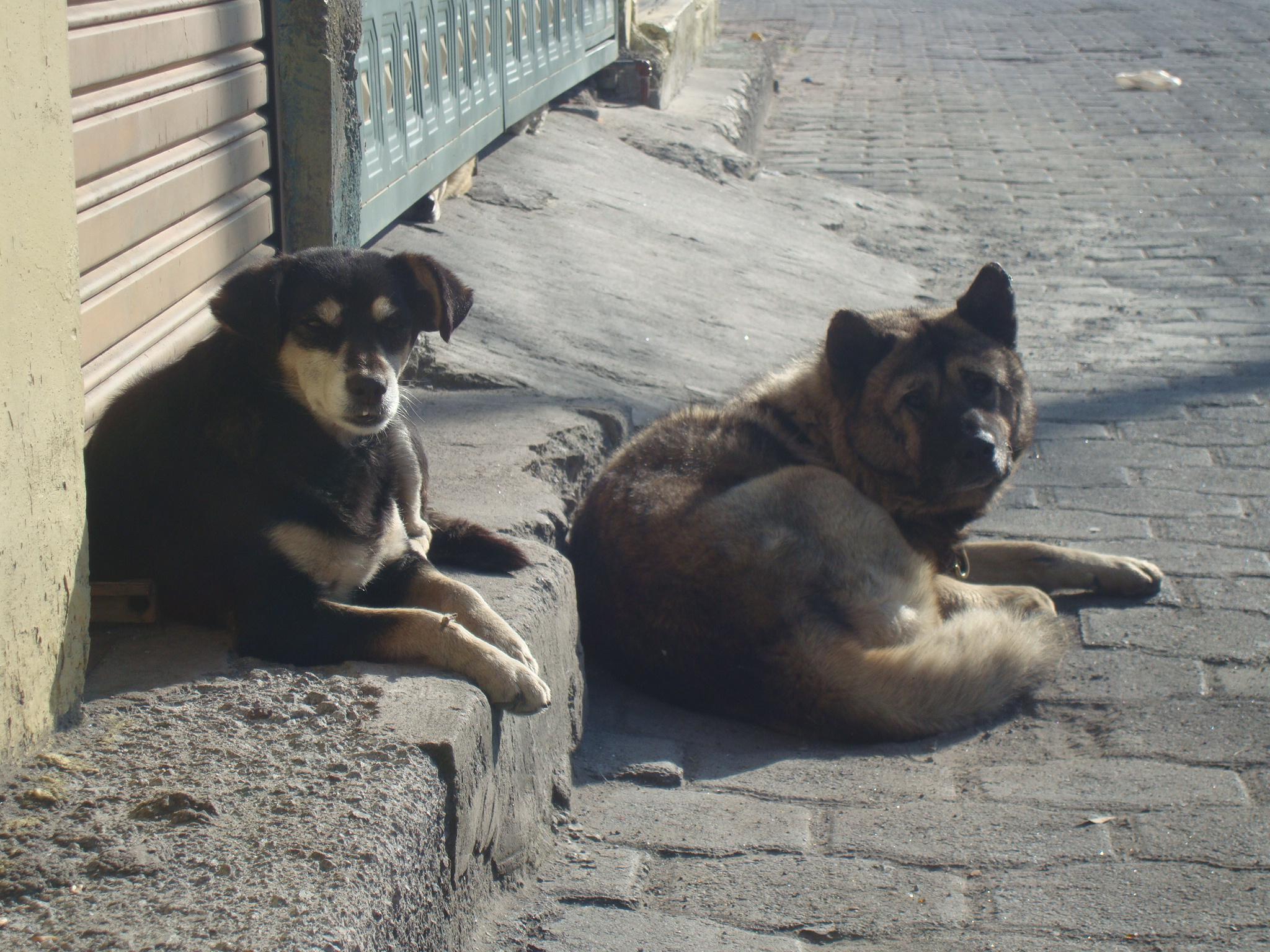Perros de la calle Perros de la calle