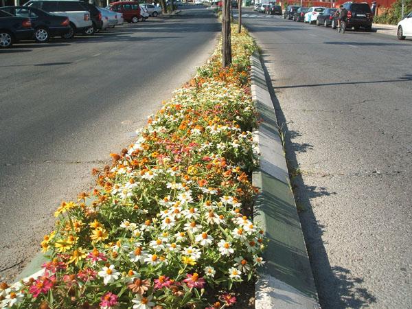 flores en el asfalto flores en el asfalto