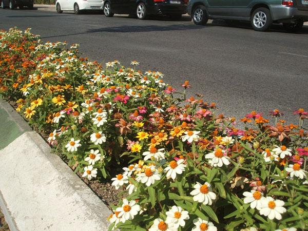 flores en el asfalto flores en el asfalto