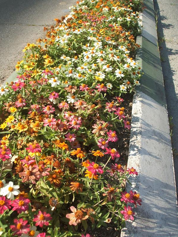 flores en el asfalto flores en el asfalto