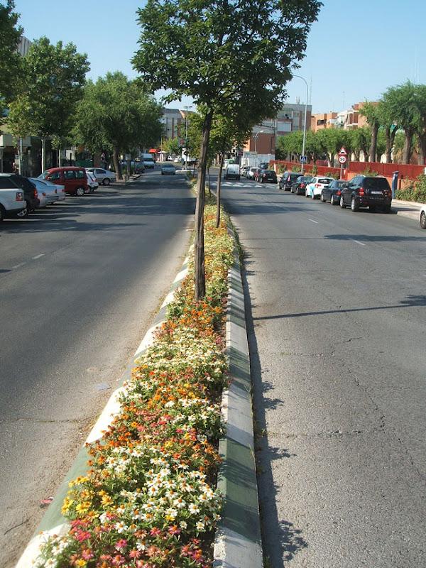 flores en el asfalto flores en el asfalto