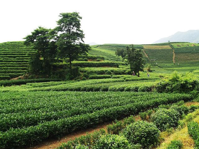 Té y medicina tradicional. Hangzhou (II)