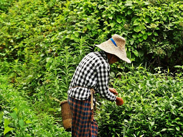 Té y medicina tradicional. Hangzhou (II)