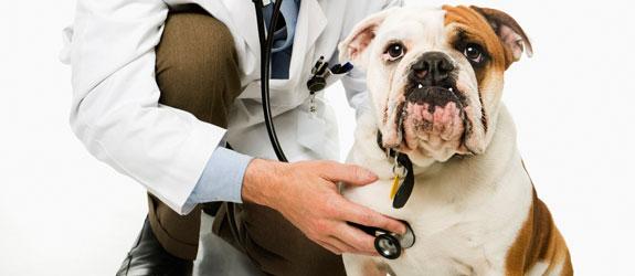 Veterinarias Veterinarias