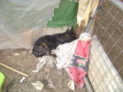 Animales maltratados, atados al sol, sin agua ni comida, enfermos, perra parida y cachorros mueren por golpe de calor!!!! en BRENES (SEVILLA)