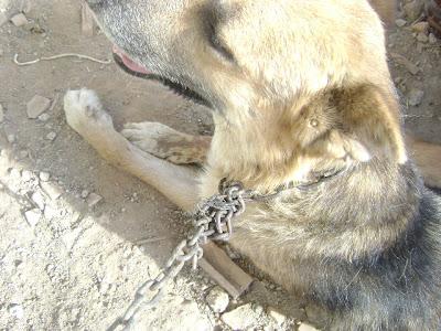 Animales maltratados, atados al sol, sin agua ni comida, enfermos, perra parida y cachorros mueren por golpe de calor!!!! en BRENES (SEVILLA)