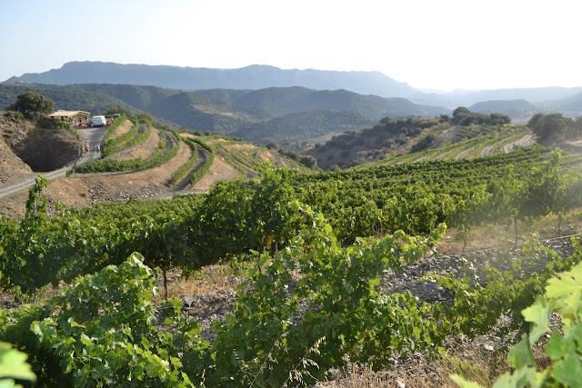 VEGA AIXALÀ: Entre viñedos y estrellas VEGA AIXALÀ: Entre viñedos y estrellas