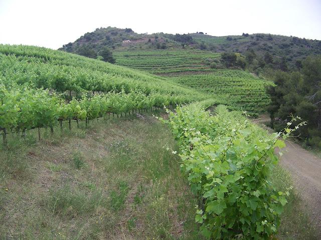 Mas Martinet – Cims de Porrera. Pasado, presente y futuro de los vinos de calidad en la DOQ. Priorat Mas Martinet – Cims de Porrera. Pasado, presente y futuro de los vinos de calidad en la DOQ. Priorat