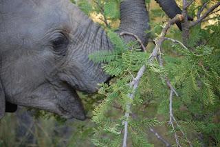 Elefante en Sudáfrica, África