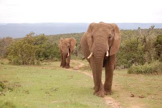 Elefantes en Sudáfrica, África