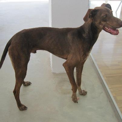 Foto: Este es calcetines un perrito que ha estado con una persona que no se encuentra bien físicamente (VIH), con lo cual no puede sacarlo como se merece y darle una mejor calidad de vida. Calcetines es MUY JUGUETÓN Y CARIÑOSO, SÓLO QUIERE MIMOS. ESTÁ BUSCANDO FAMILIA QUE SEAN AMANTES DE LOS ANIMALES Y DONDE LO PUEDAN SACAR TODOS LOS DÍAS, DONDE LE DEN LOS CUIDADOS QUE SE MERECE. ES UN PERRITO MUY BUENO. SE ENTREGA CON VACUNAS, DESPARASITADO Y CON CHIP. SE ENVÍAN A OTRAS PROVINCIAS. (ESTÁ EN MÁLAGA) ¿ QUIERES DARLE UNA OPORTUNIDAD A CALCETINES?TELÉFONO: 616.94.60.38. // 952.20.12.34