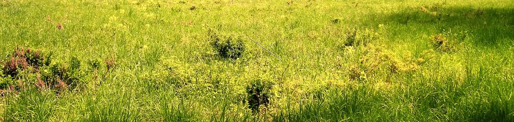 Prado ¿La meseta del suficiente te impide mejorar tus notas?