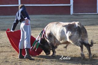 MIGUEL ÁNGEL SERRANO CORTA DOS OREJAS Y RABO EN VILLAVICIOSA MIGUEL ÁNGEL SERRANO CORTA DOS OREJAS Y RABO EN VILLAVICIOSA