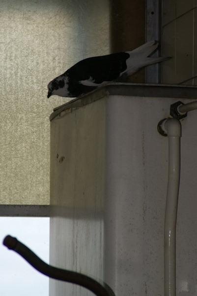 Cavendish 091 Cavendish 091