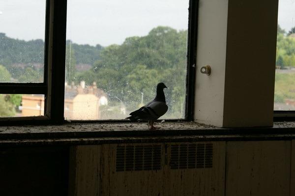 Cavendish 063 Cavendish 063