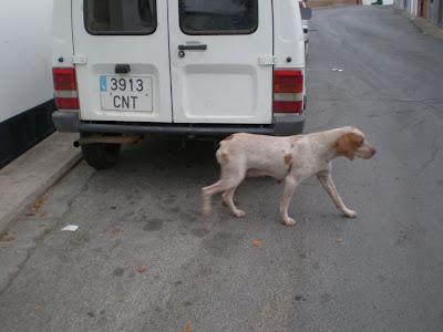 BRETONA CON CACHORRO DE DOS MESES EN LA CALLE EN UN PUEBLO DE BADAJOZ. HAN LLAMADO A LA PERRERA Y ES CUESTIÓN DE DÍAS QUE SE LOS LLEVEN.