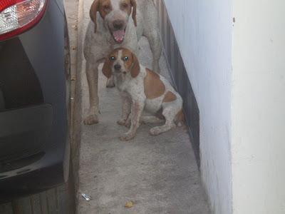 BRETONA CON CACHORRO DE DOS MESES EN LA CALLE EN UN PUEBLO DE BADAJOZ. HAN LLAMADO A LA PERRERA Y ES CUESTIÓN DE DÍAS QUE SE LOS LLEVEN.