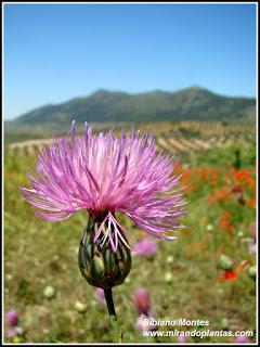 La escoba de cabezuelas y el escobón basto. (Mantisalca salmantica)  (L.) Briq. & Cavill.