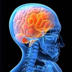 Cerebro Encontrar un propósito para un cerebro más saludable