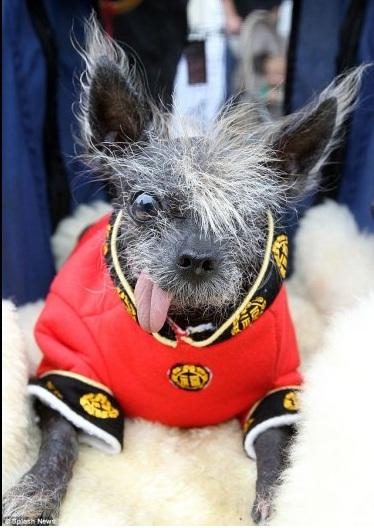 el perro mas feo del mundo el perro mas feo del mundo