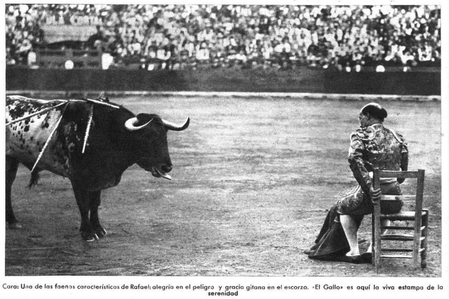 El Gallo:Cómo, cuándo y por qué se quedó calvo El Gallo:Cómo, cuándo y por qué se quedó calvo