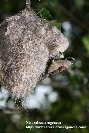El Pájaro moscón (Remiz pendulinus) en Aragón. Eurasian PendulineTit El Pájaro moscón (Remiz pendulinus) en Aragón. Eurasian PendulineTit